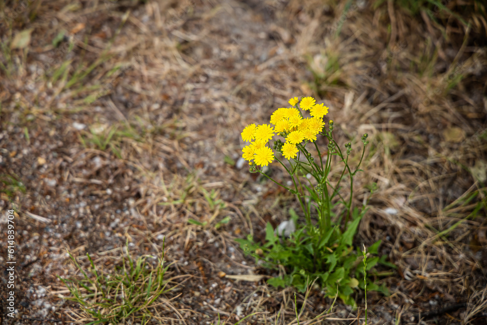 A lone yellow flower on dry grass. Summer drought. A lone yellow flower on dry grass. Summer drought.