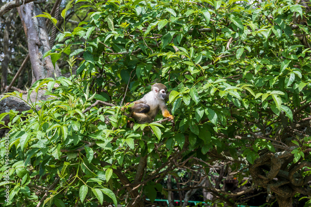 mono en la selva ecuatoriana 