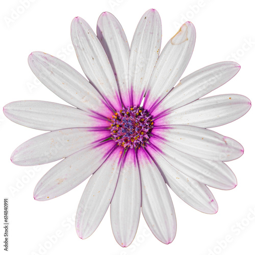 pink daisy (Osteospermum)
