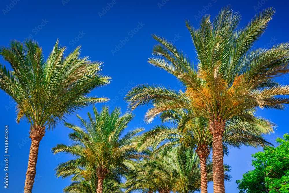 Obraz premium Palm trees at sunny day in Egypt