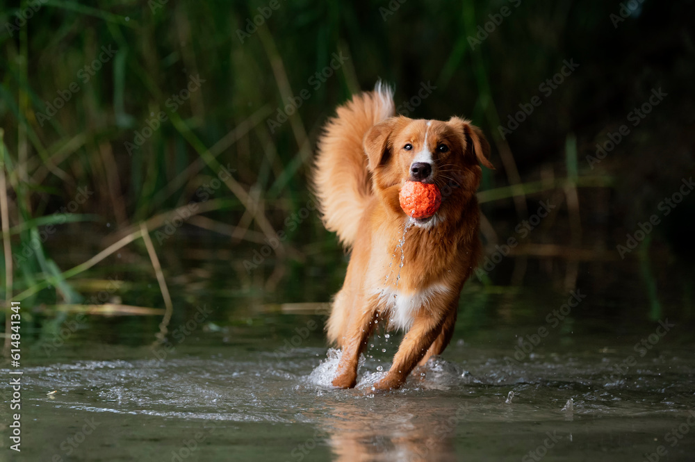 Pies nad wodą