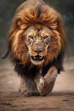 Dangerous lion male moving toward camera