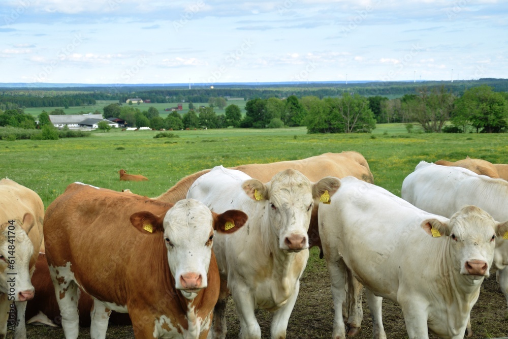 white and red, curious cows in the pasture. white and red, curious cows in the pasture.