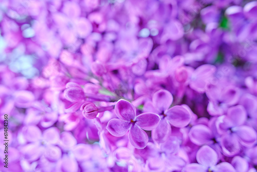 Background of blooming lilac flowers, closeup.