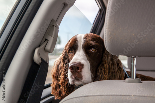 Photography English springer spaniel dog in car