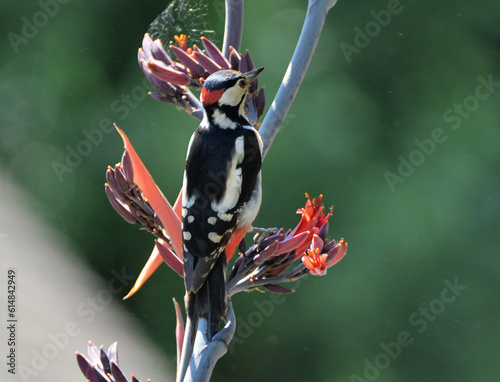 Pic Epeiche sur les fleurs d'un Phormium photo