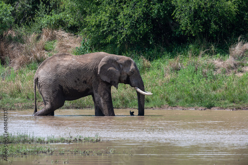 Loxodonta africana - African bush elephant - African savanna elephant - Éléphant de savane d'Afrique - Éléphant de savane - Elephant africain photo