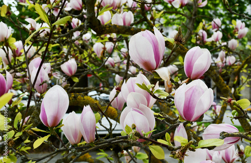 An image of magnolia branches with bright pink flowers on the backdrop of a city park for use as a background for a website or computer screen and etc., as well as various printing purposes