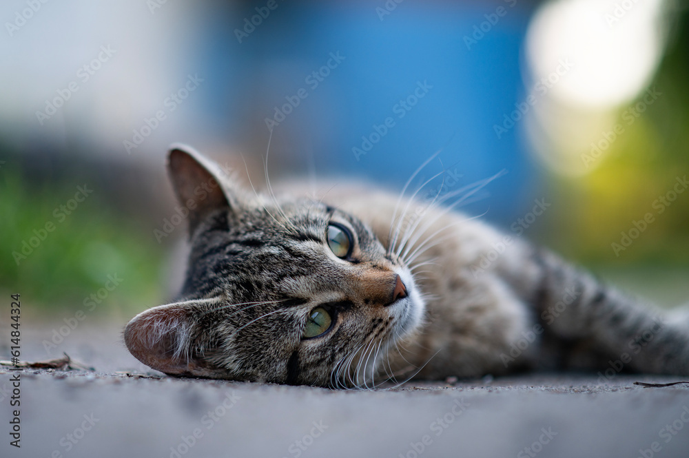 Naklejka premium Śpiący kot2