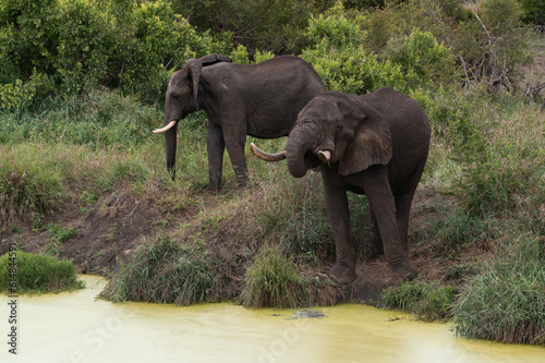 Loxodonta africana - African bush elephant - African savanna elephant - Éléphant de savane d'Afrique - Éléphant de savane - Elephant africain photo