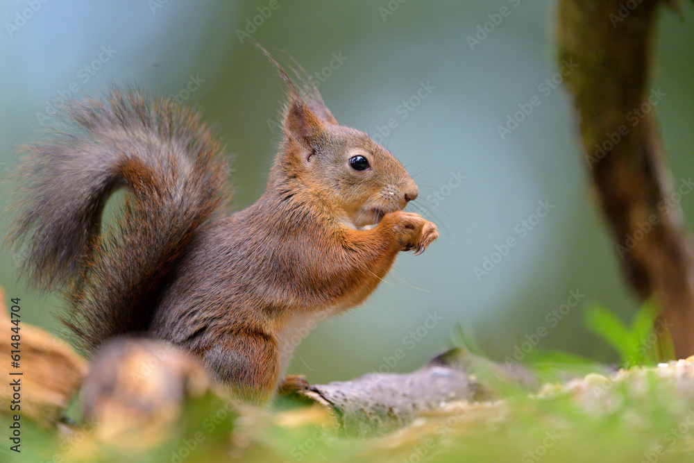 Cute Norwegian Red squirrel (Sciurus vulgaris) in sommer forest Cute Norwegian Red squirrel (Sciurus vulgaris) in sommer forest