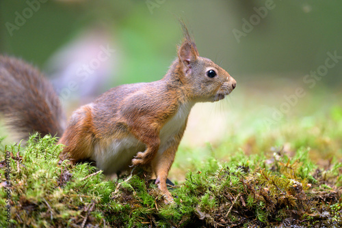 Cute Norwegian Red squirrel (Sciurus vulgaris) in sommer forest © STUEDAL
