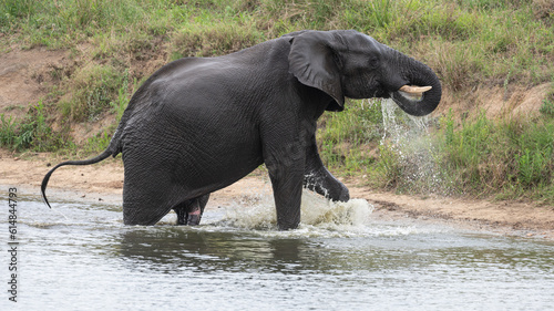 Loxodonta africana - African bush elephant - African savanna elephant -   l  phant de savane d Afrique -   l  phant de savane - Elephant africain