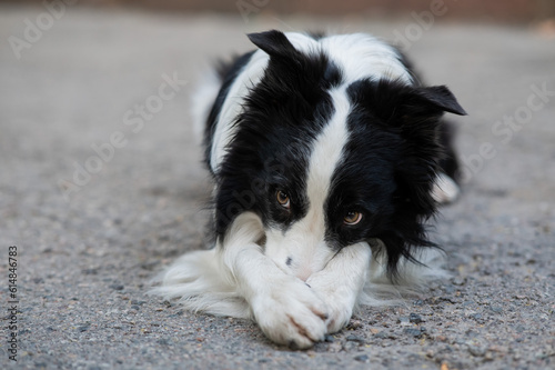 Border collie dog doing exercise shame outdoors. 