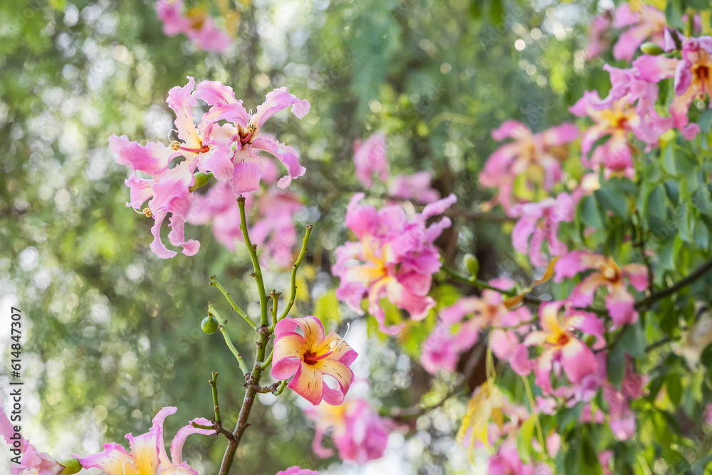 Ceiba speciosa or the floss silk tree in bloom with pink flowers in city park Ceiba speciosa or the floss silk tree in bloom with pink flowers in city park