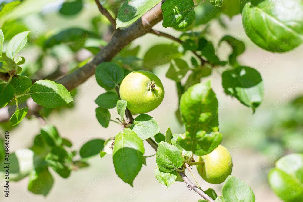 Young growing green apples on an apple tree. Growing fruits in the garden.