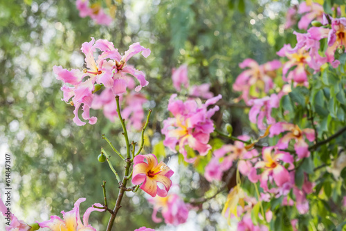 Ceiba speciosa or the floss silk tree in bloom with pink flowers in city park