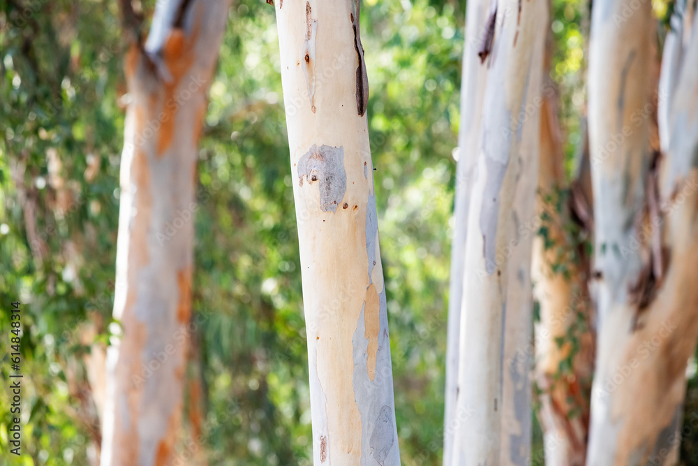 eucalyptus tree as natural background and texture