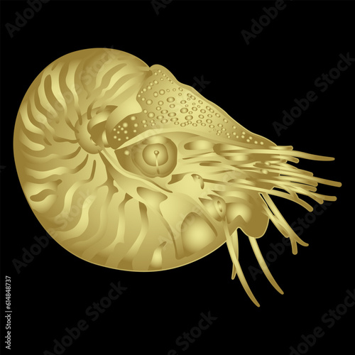 Ocean mollusk Nautilus Pompilius. Golden silhouette on black background. Isolated vector illustration.