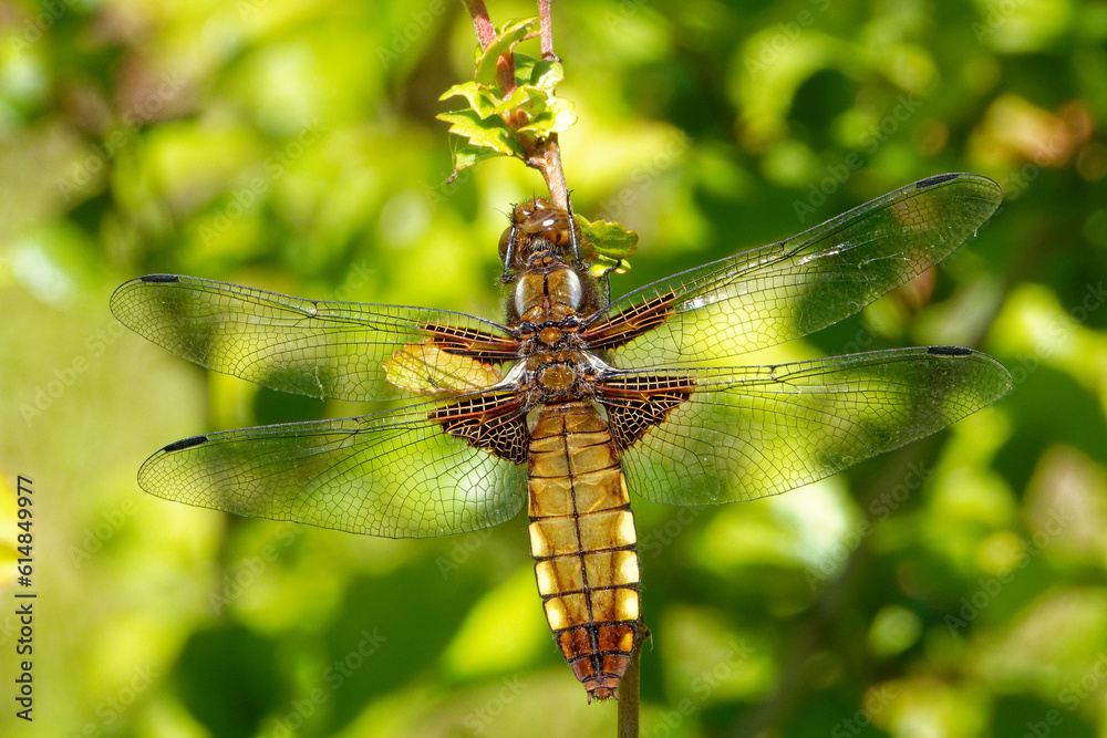 Libellula depressa, a female specimen, on a Chaenomeles branch.