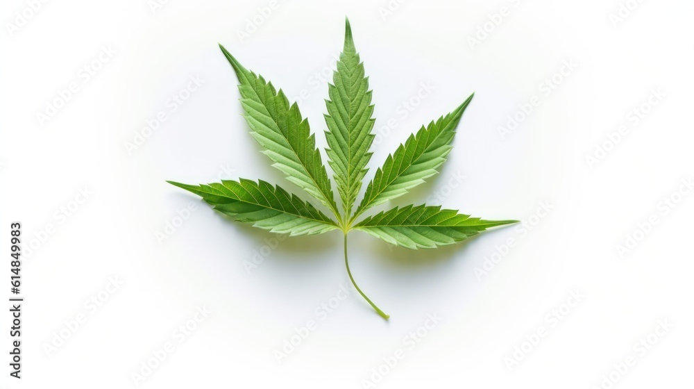 marijuana leaf isolated on white HD 8K wallpaper Stock Photographic Image marijuana leaf isolated on white HD 8K wallpaper Stock Photographic Image
