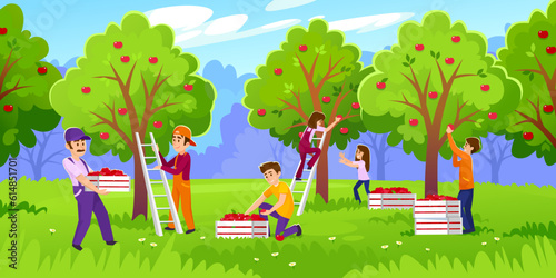 Happy people are picking apples in an orchard on a farm. Men and women with crates and boxes gather a harvest from trees. Landscape view of a fruit season in a garden. Cartoon vector illustration.