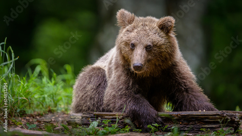 European brown bear (Ursus arctos) in forest