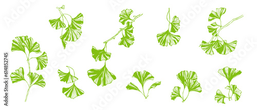 Set of decorative green ginkgo leaves.Vector graphics.