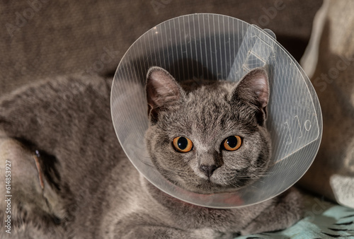 Gato British Shorthair con un collar isabelino, también conocido como collar de cono o collar de protección, después de la cirugía de esterilización photo