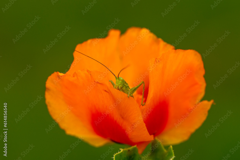 Beautiful Grasshopper macro in green nature Beautiful Grasshopper macro in green nature
