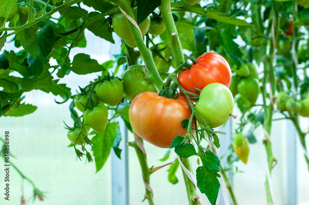 red tomato ripening on vine in garden red tomato ripening on vine in garden