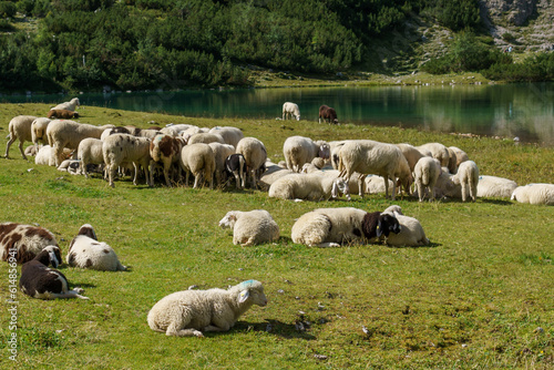 sheep in the field