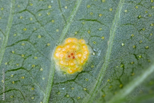 Rust of currant. Disease on black currant leaves caused by a fungus Cronartium ribicola. photo