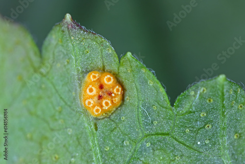 Rust of currant. Disease on black currant leaves caused by a fungus Cronartium ribicola. photo