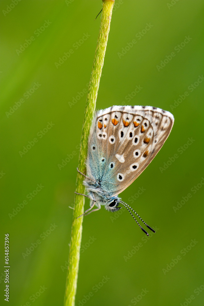 Obraz premium Macro shots, Beautiful nature scene. Closeup beautiful butterfly sitting on the flower in a summer garden.
