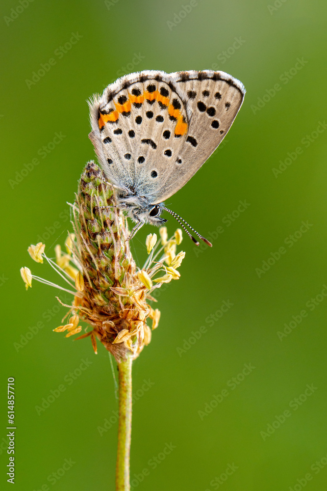 Obraz premium Macro shots, Beautiful nature scene. Closeup beautiful butterfly sitting on the flower in a summer garden.