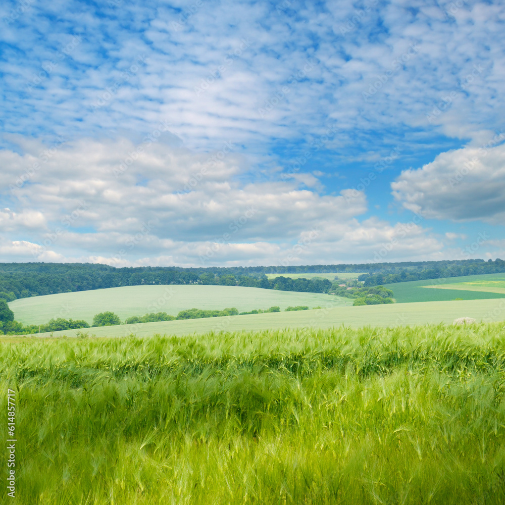 Obraz premium Green wheat field and blue sky.