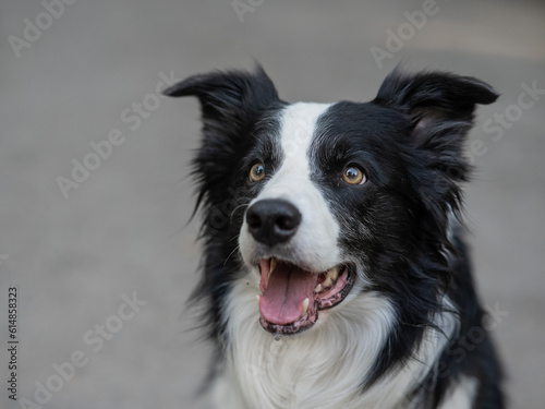 Close-up portrait of a border collie dog breed outdoors. © Михаил Решетников