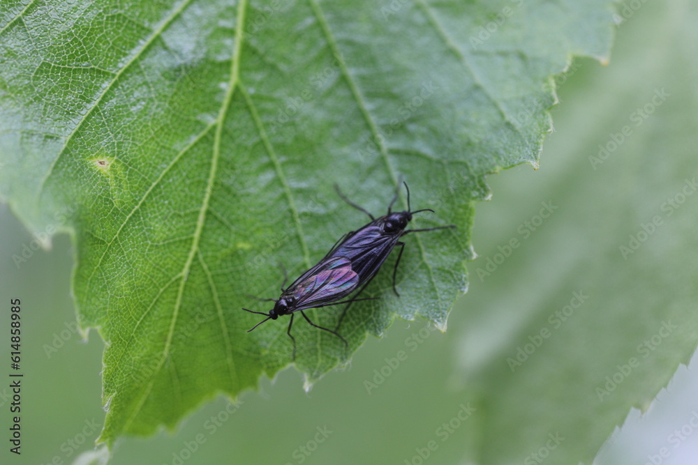 Fototapeta premium Dark-winged fungus gnat (Sciaridae) on a leaf during copulation, meeting.
