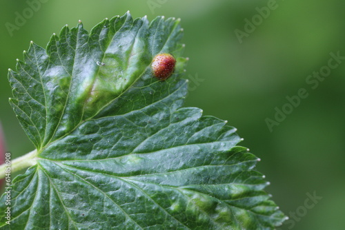 Rust of currant. Disease on black currant leaves caused by a fungus Cronartium ribicola. photo