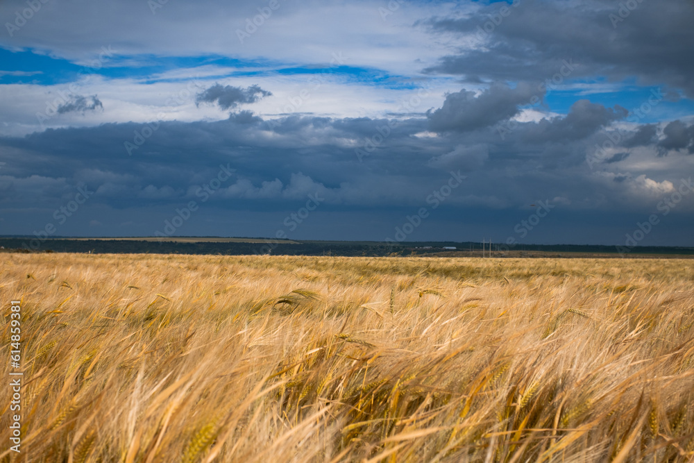 gold wheat on the agriculture field, blue stormy clouds sky on the background