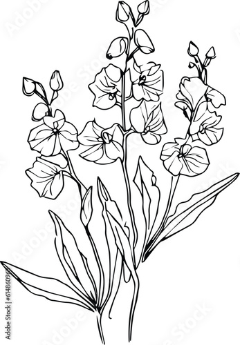 simple larkspur flower drawing, Flower coloring page, books, monochrome vector sketch, delphinium flower sketch, larkspur flower vector, floral background with pansy natural leaf collection, 