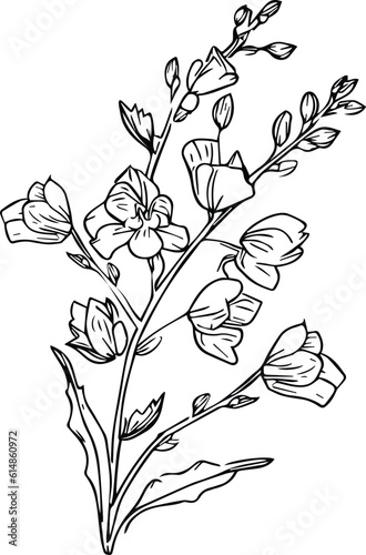 July Birth Flower Larkspur Drawing, minimalist july birth flower larkspur tattoo, larkspur July flower tattoo, simple delphinium flower drawing, hand drawing botanical black larkspur drawings. photo