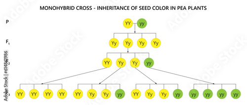Monogybrid cross. Inheritance of seed color in pea plants.