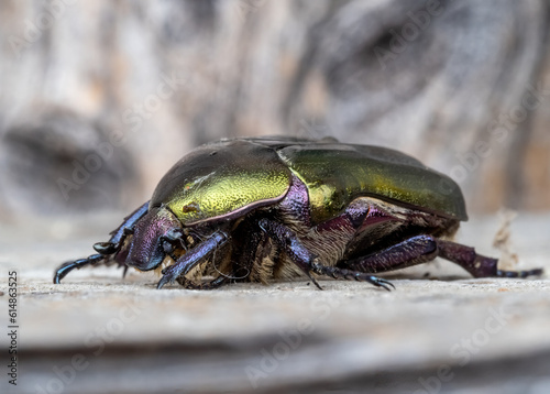 Close-up with Cetonia aurata bug in natural environment © paulmalaianu