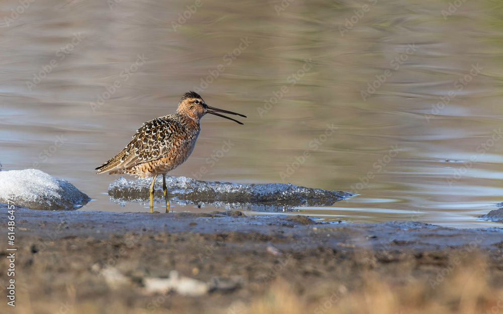 Short-billed Dowitcher in Alaska during Springtime Short-billed Dowitcher in Alaska during Springtime