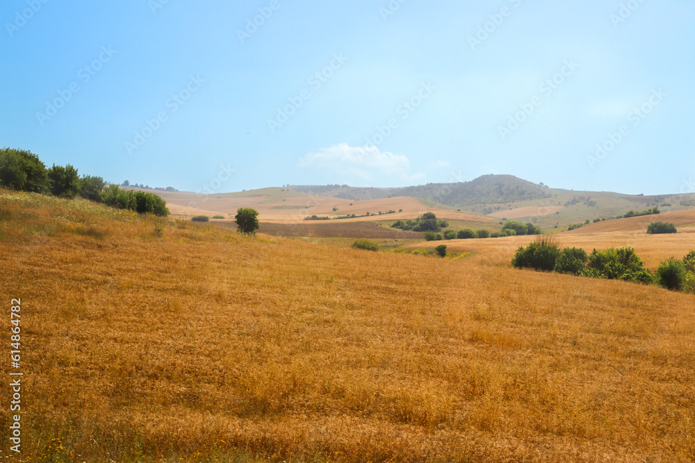 Landscape with a field