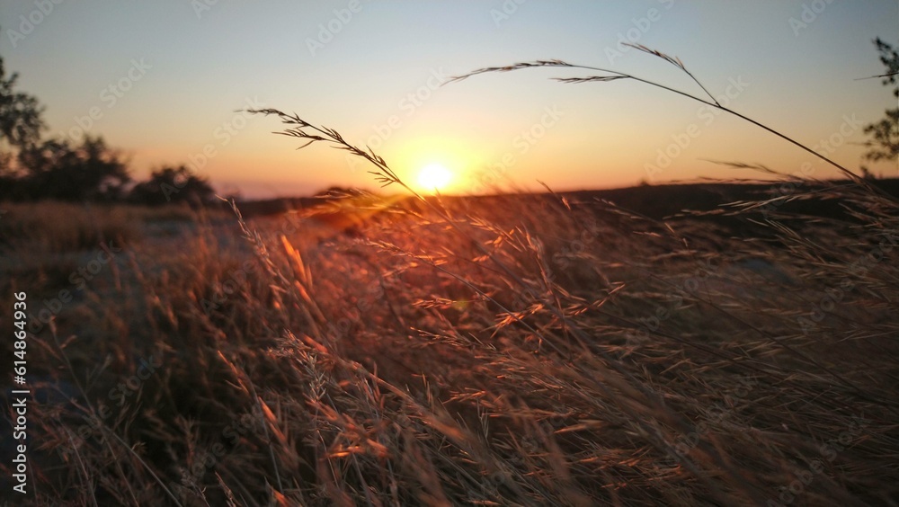 A beautiful sunset in central america seen through a field of dry grass in a lonely land. A beautiful sunset in central america seen through a field of dry grass in a lonely land.