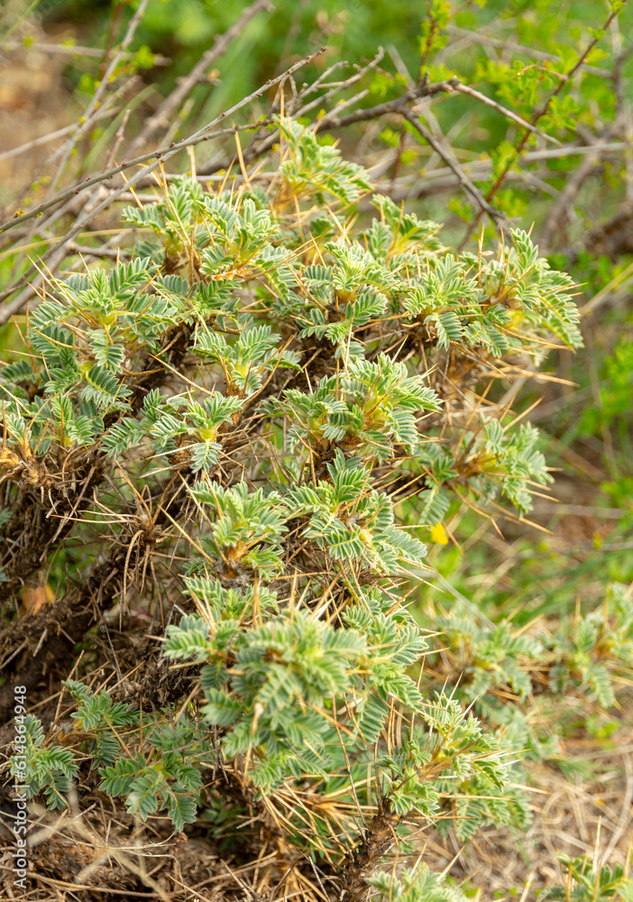 Astragalus microcephalus is a species of flowering plant in the family Fabaceae, native from Bulgaria to Iran. Astragalus microcephalus is a species of flowering plant in the family Fabaceae, native from Bulgaria to Iran.