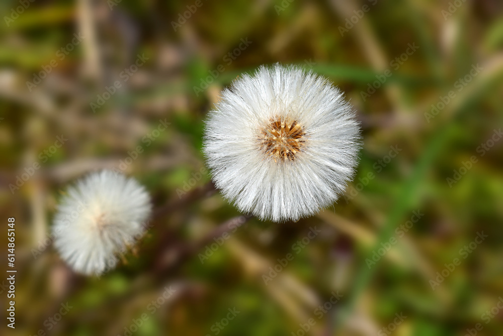 White Sonchus flower, close-up view of a mountain against a natural background White Sonchus flower, close-up view of a mountain against a natural background